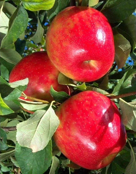 Сорт яблони медовый хруст фото и описание